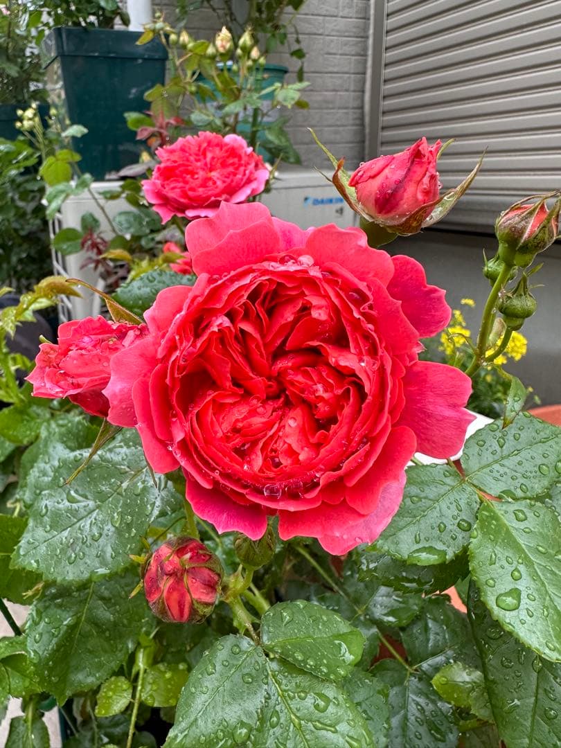 バラ 木立新苗 挿木苗 - メルカリ