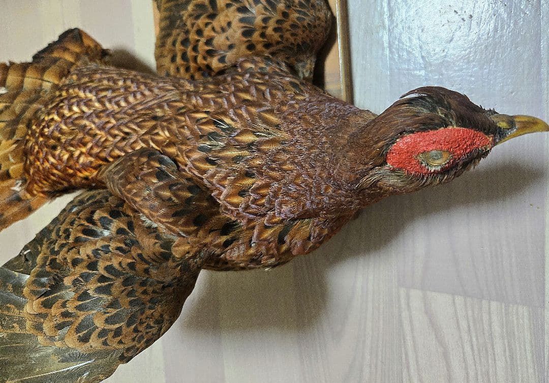 西直樹ページ　　剥製 セット　コウライキジ　ヤマドリ　台座付き