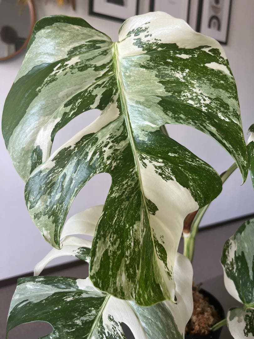 f3 極上株 モンステラ ホワイトタイガー 鉢植え - メルカリ