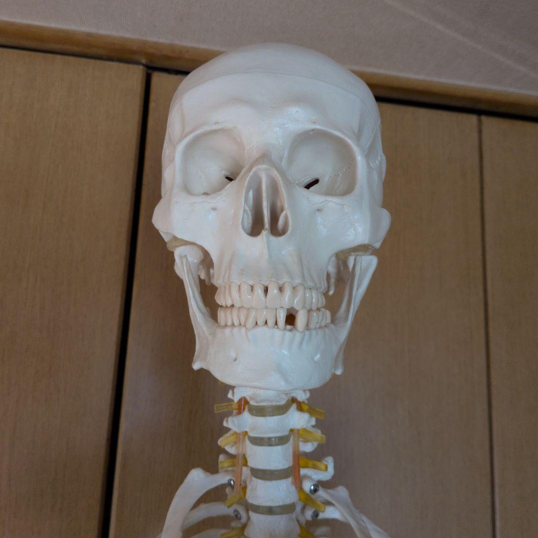 等身大人体骨格模型　 ハロウィン装飾　ドッキリなどにどうぞ！