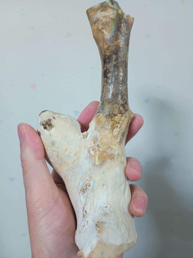 深海松　海松珊瑚　レインボーコーラル　天然素材　原木　約554g程度 Yahoo!オークション - 深海松（海松・深海珊瑚・レインボーコーラル）