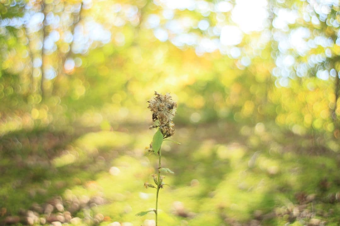 《銘珍玉》KOMURANON 28mm F2.5【光学美品】