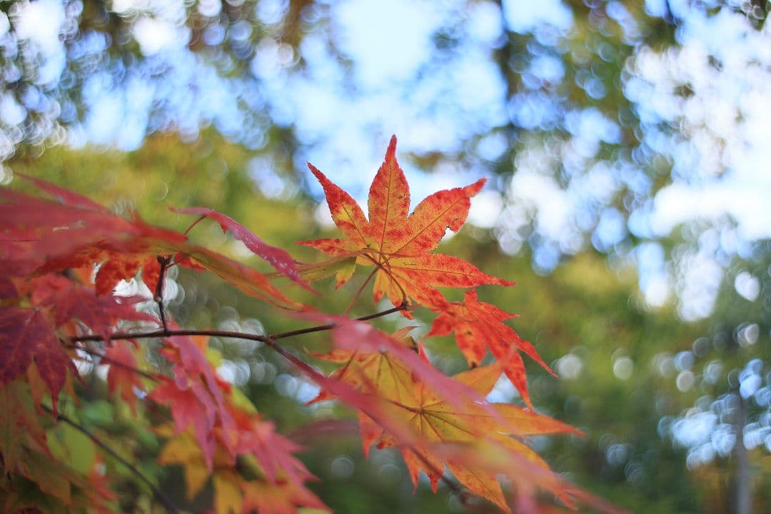 《銘珍玉》KOMURANON 28mm F2.5【光学美品】