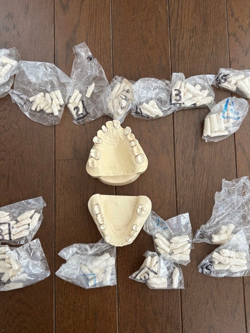 歯科　支台歯形成　練習模型　セット