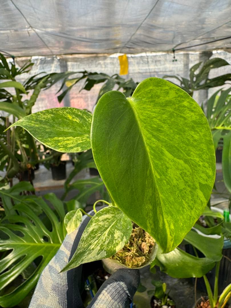 pecoms様 リクエスト 2点 まとめ商品の通販はau PAY マーケット - 輸入