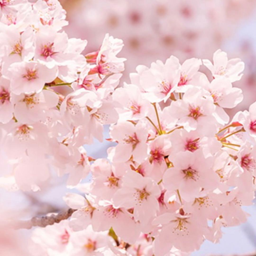 milkyマリリン様用 DIESEL 1969D-EBBEYフレアデニム W24 DIESEL｜ウィメンズ デニムパンツ 1969 D-EBBEY | Rakuten Fashion