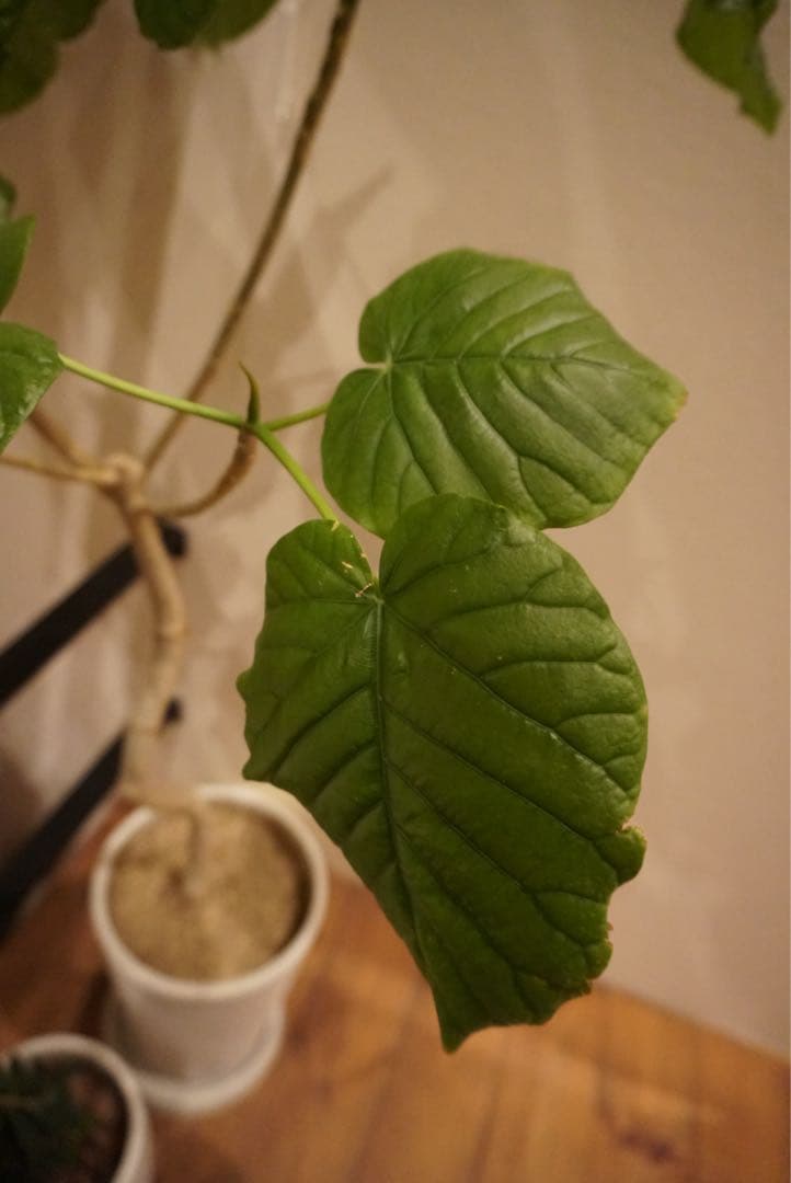 SONY 標準ズームレンズ E PZ 16-50mm F3.5-5.6