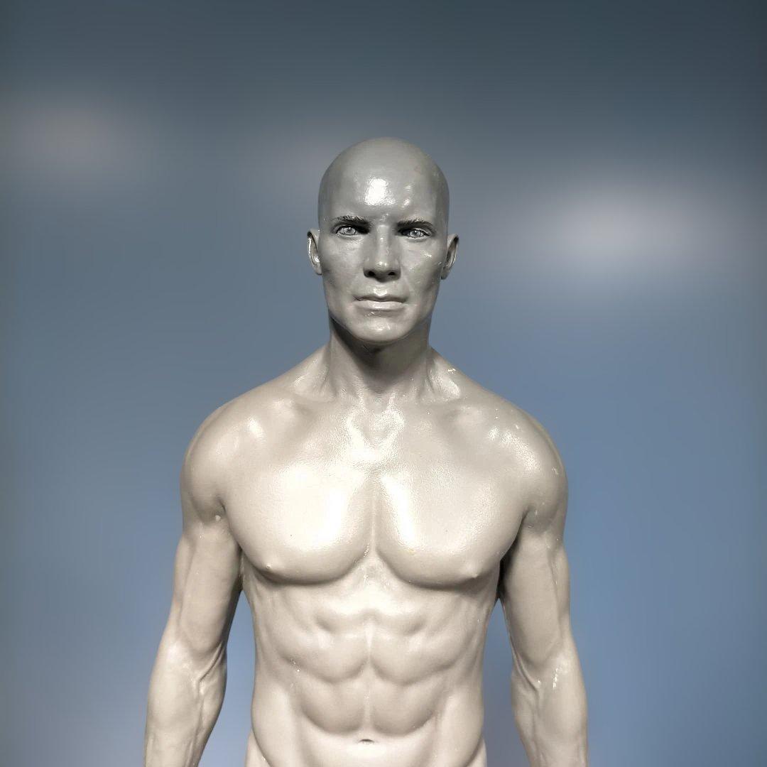 AnatomyTools.com 人体模型30cm