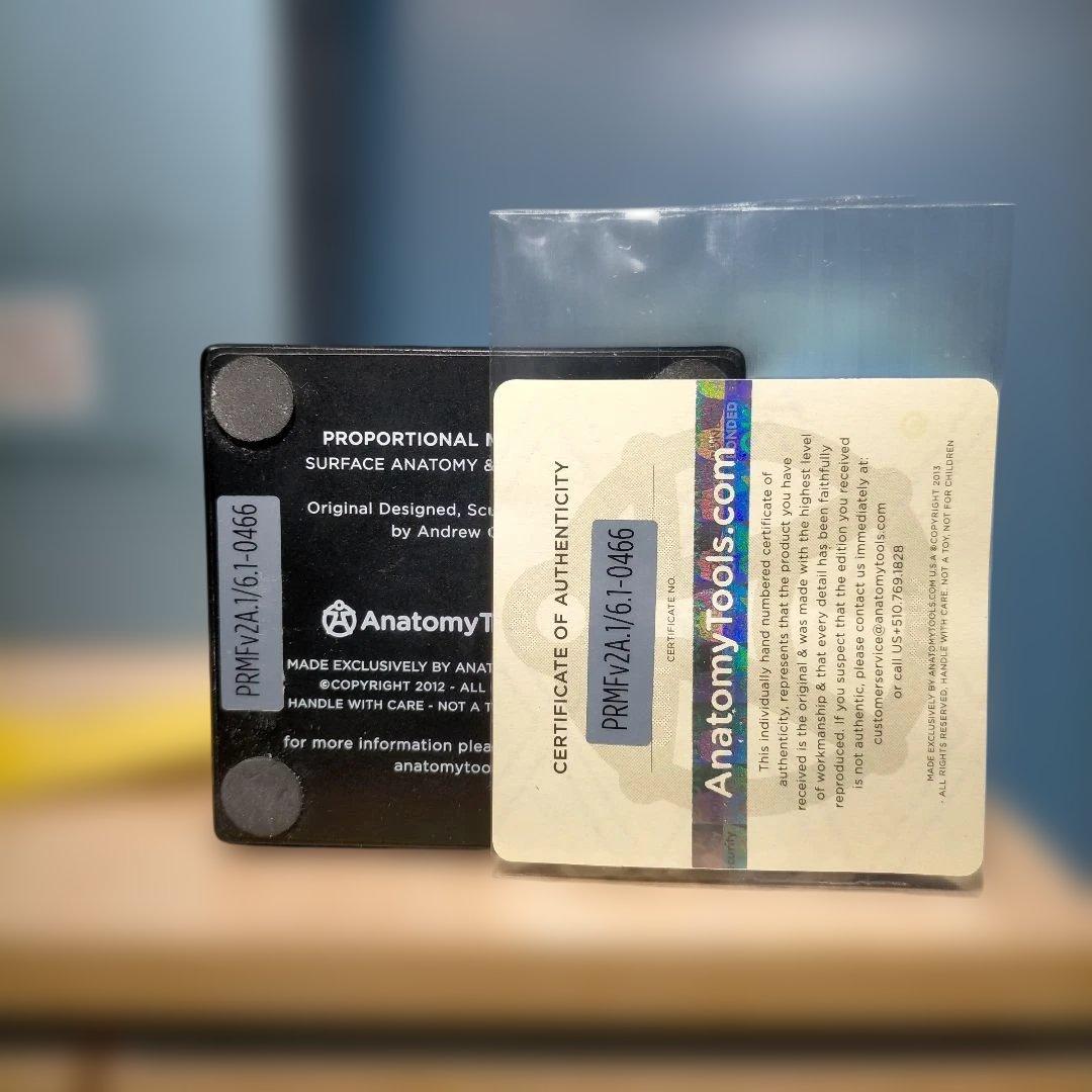 AnatomyTools.com 人体模型30cm