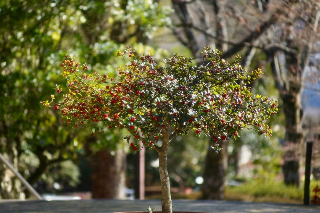 キヤノン Canon EF100-300mmF4.5-5.6 USM（訳あり）