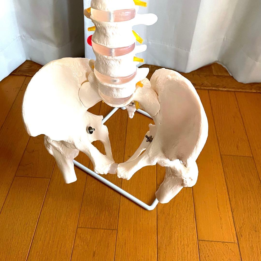脊柱模型 骨模型 人体模型 背骨 骸骨 骨格標本 オブジェ