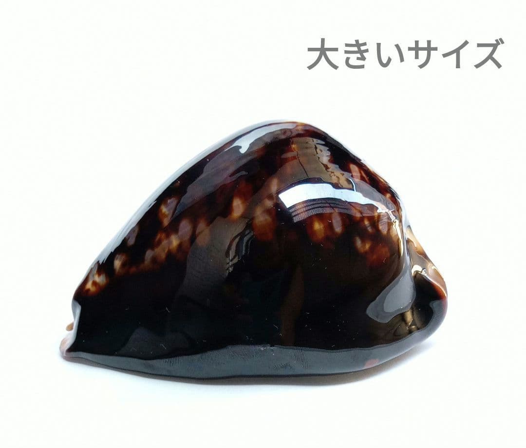 【希少　1点限定　過去最大殻高】殻高ハチジョウダカラ　標本　貝殻　タカラガイ 希少 1点限定 過去最大殻高】殻高ハチジョウダカラ 標本 貝殻 タカラガイ