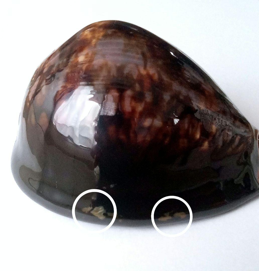 希少 1点限定 過去最大殻高】殻高ハチジョウダカラ 標本 貝殻 タカラガイ