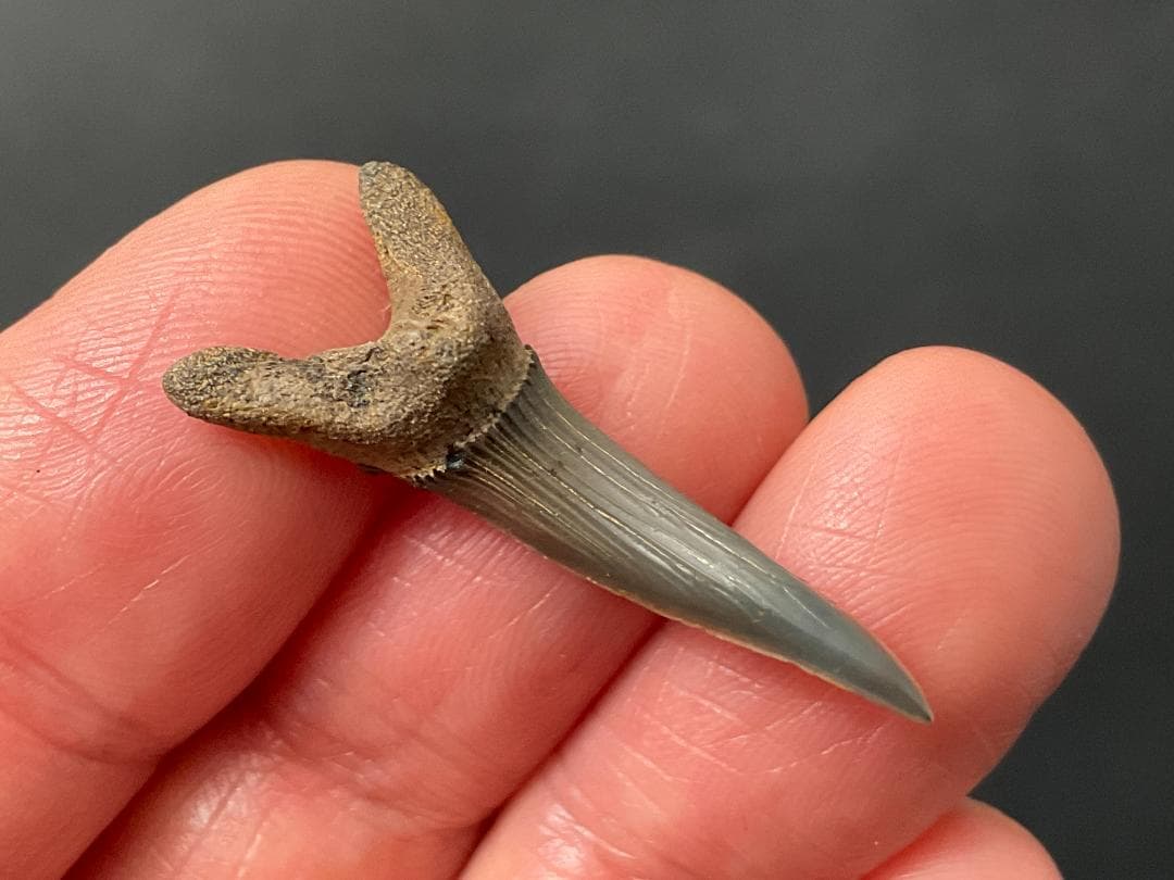 サメの歯 スカパノリンクス [SC25] 化石 ミツクリザメ 希少 レア