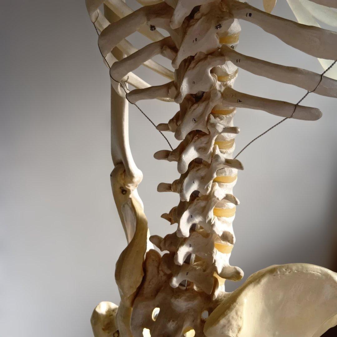 3B 骨格模型 ドイツ製 等身大 理学療法士 オステオパシー 整体 柔道整復師