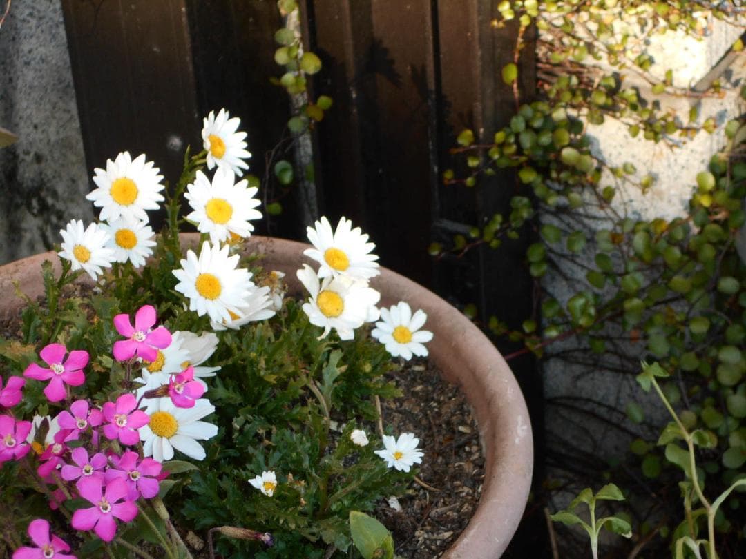 単三電池で動く！】Nikon COOLPIX L32 レッド 動作確認済 - メルカリ