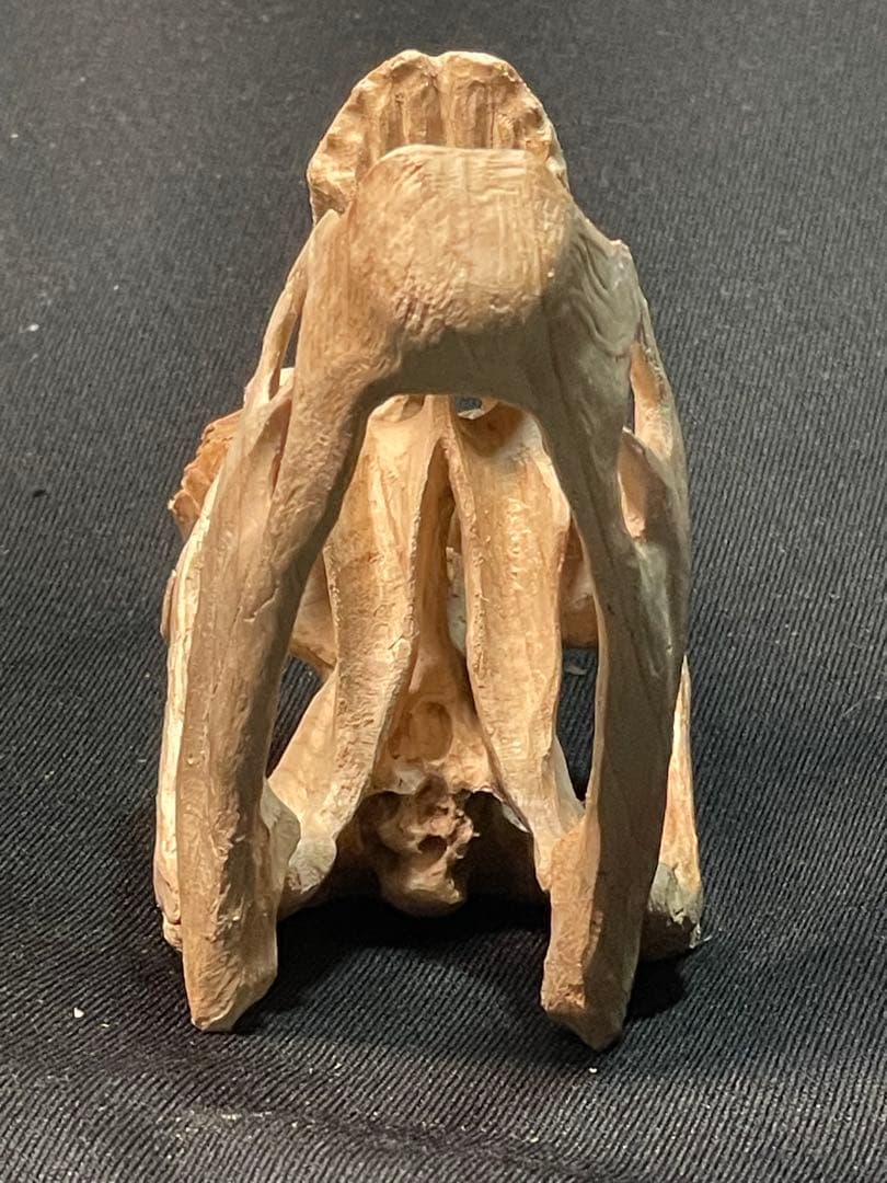 木彫　恐竜　Oviraptor（Citipati)　頭骨模型 7cm