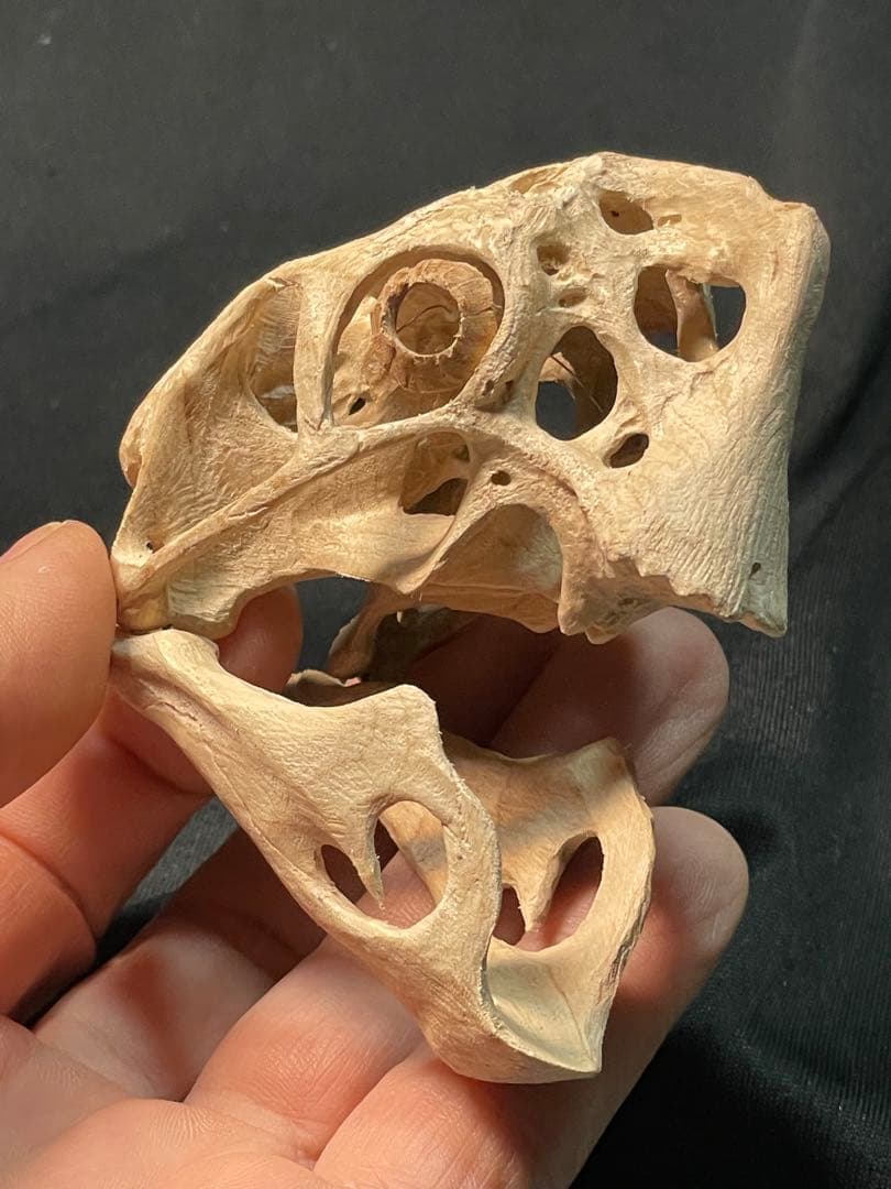 木彫　恐竜　Oviraptor（Citipati)　頭骨模型 7cm