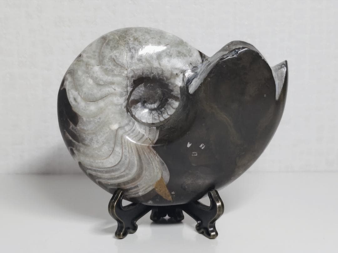 アンモナイト 295g 化石 鑑賞石 原石 自然石 誕生石 鉱石 鉱物 水石