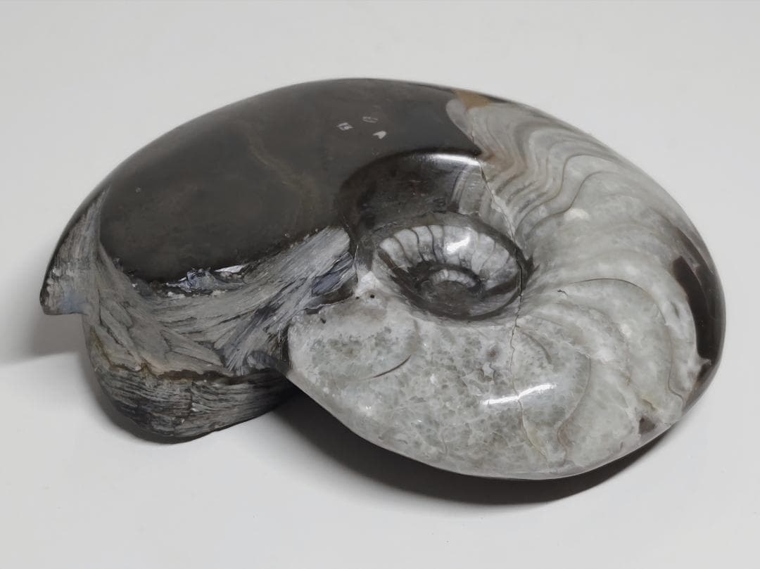 アンモナイト 295g 化石 鑑賞石 原石 自然石 誕生石 鉱石 鉱物 水石