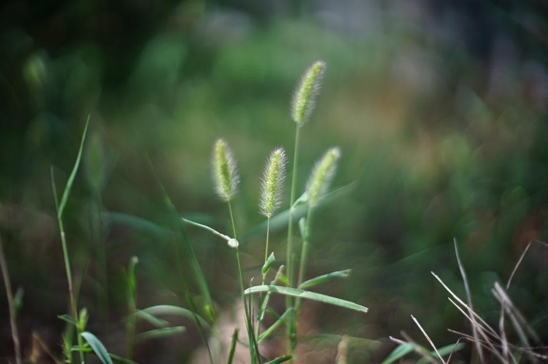 Nikon F ロクヨンマル 640万台 Nikkor-S 5.8cm f1.4