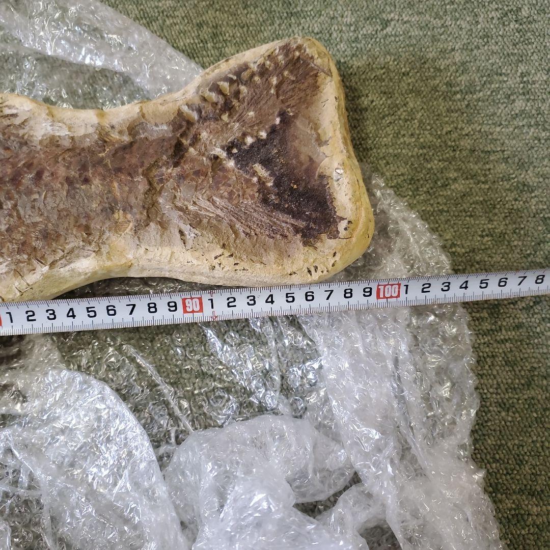 魚の化石 Chloroscyllium sp. 標本 K-1 約100cm - その他一 番 安い