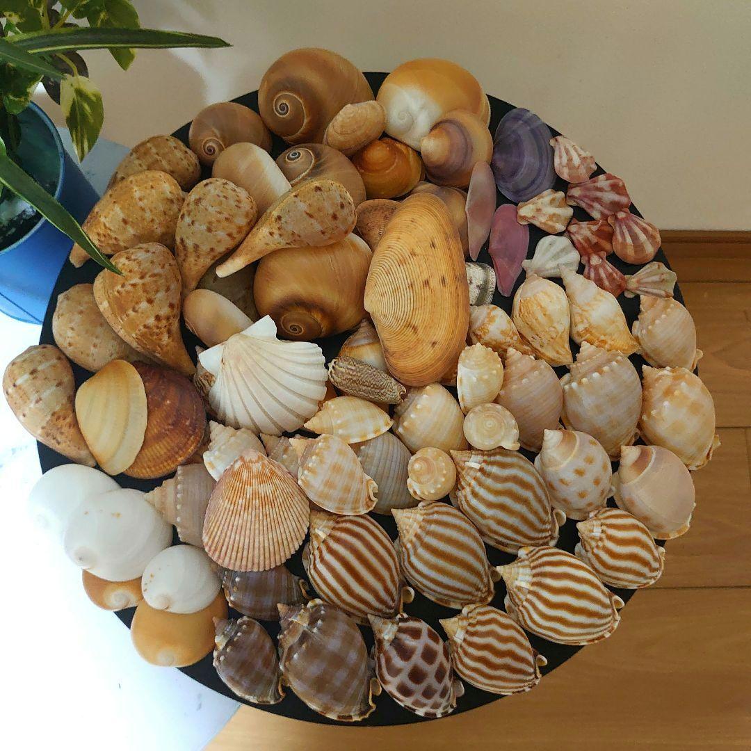美品厳選‼️貝殻まとめ売り 20種類以上 サイズ大小さまざま 合計83個