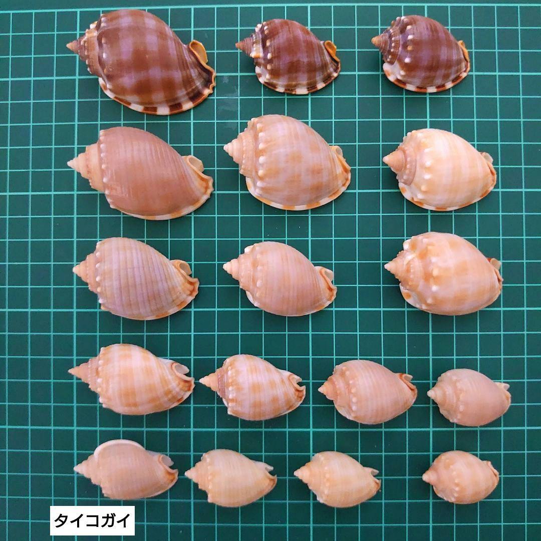美品厳選‼️貝殻まとめ売り 20種類以上 サイズ大小さまざま 合計83個
