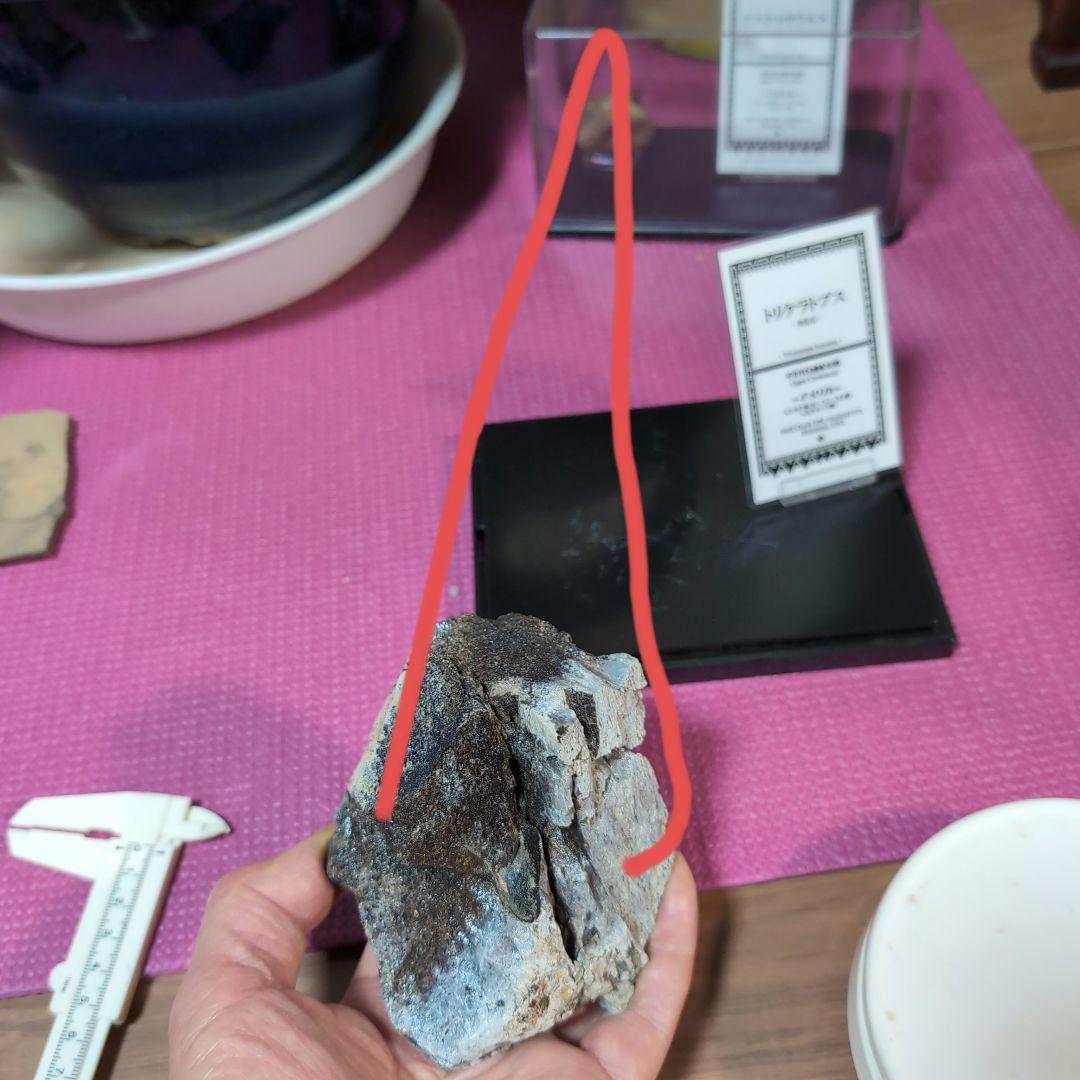 本物 トリケラトプス 特大角化石の一部 ラベル付き 485グラム - メルカリ