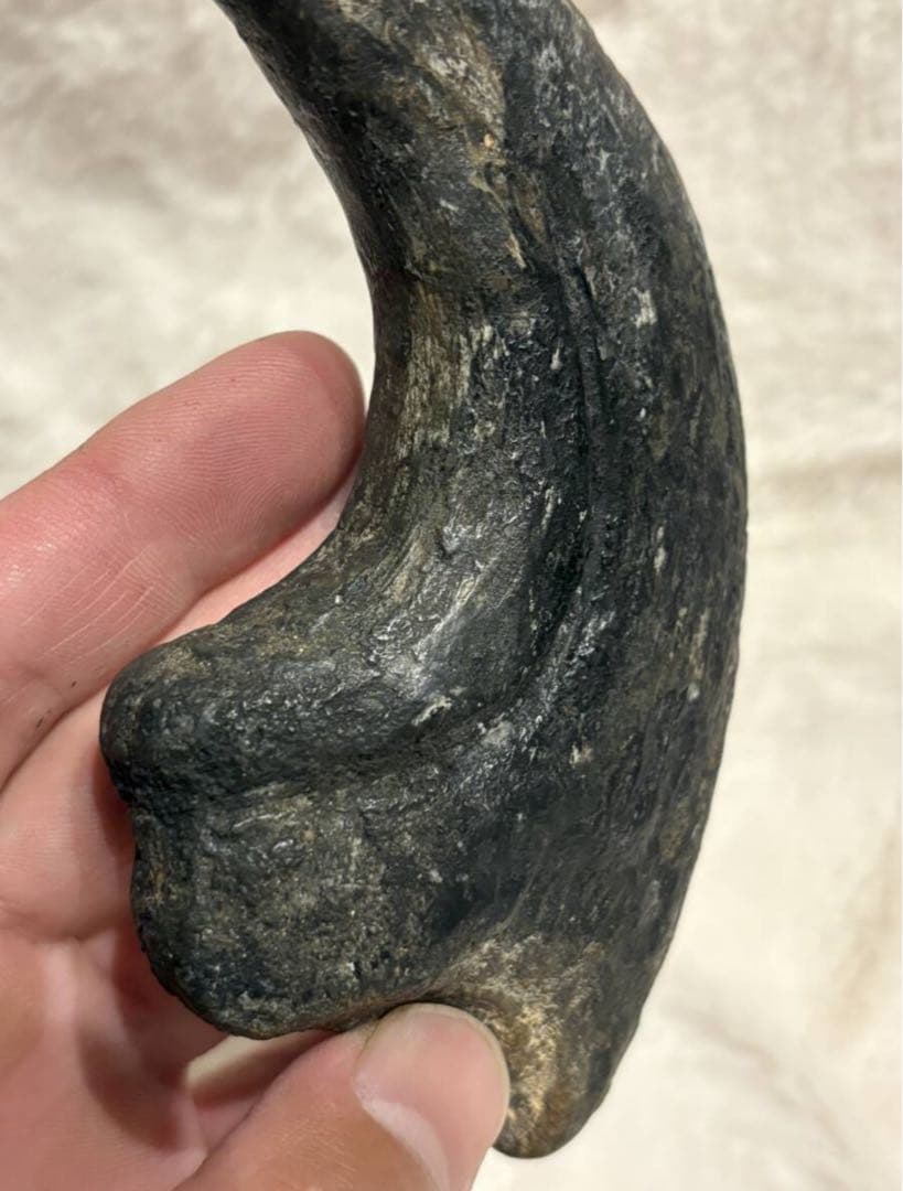 アフロベナトル 爪 化石 恐竜 /ティラノサウルス、スピノサウルス