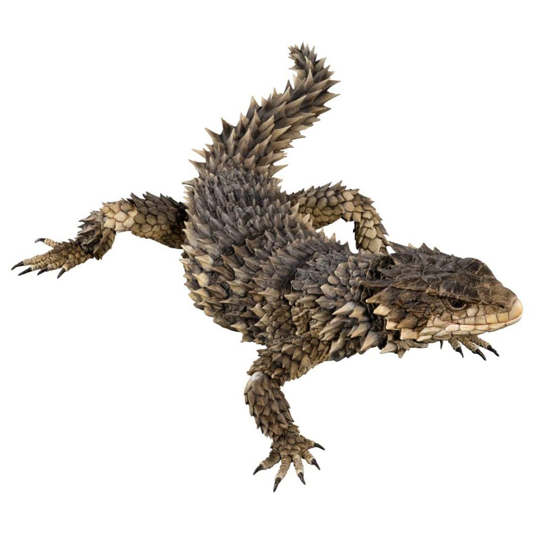 いきもの大図鑑アルティメットオオヨロイトカゲ