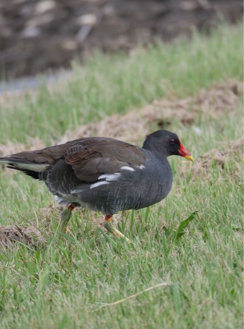 OLYMPUS 超望遠ズームレンズ 75-300mm F4.8-6.7 II