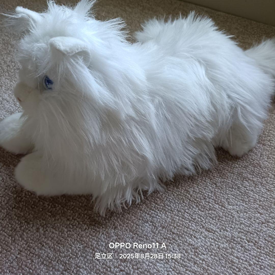 KIMIT ラグドール(ホワイト)