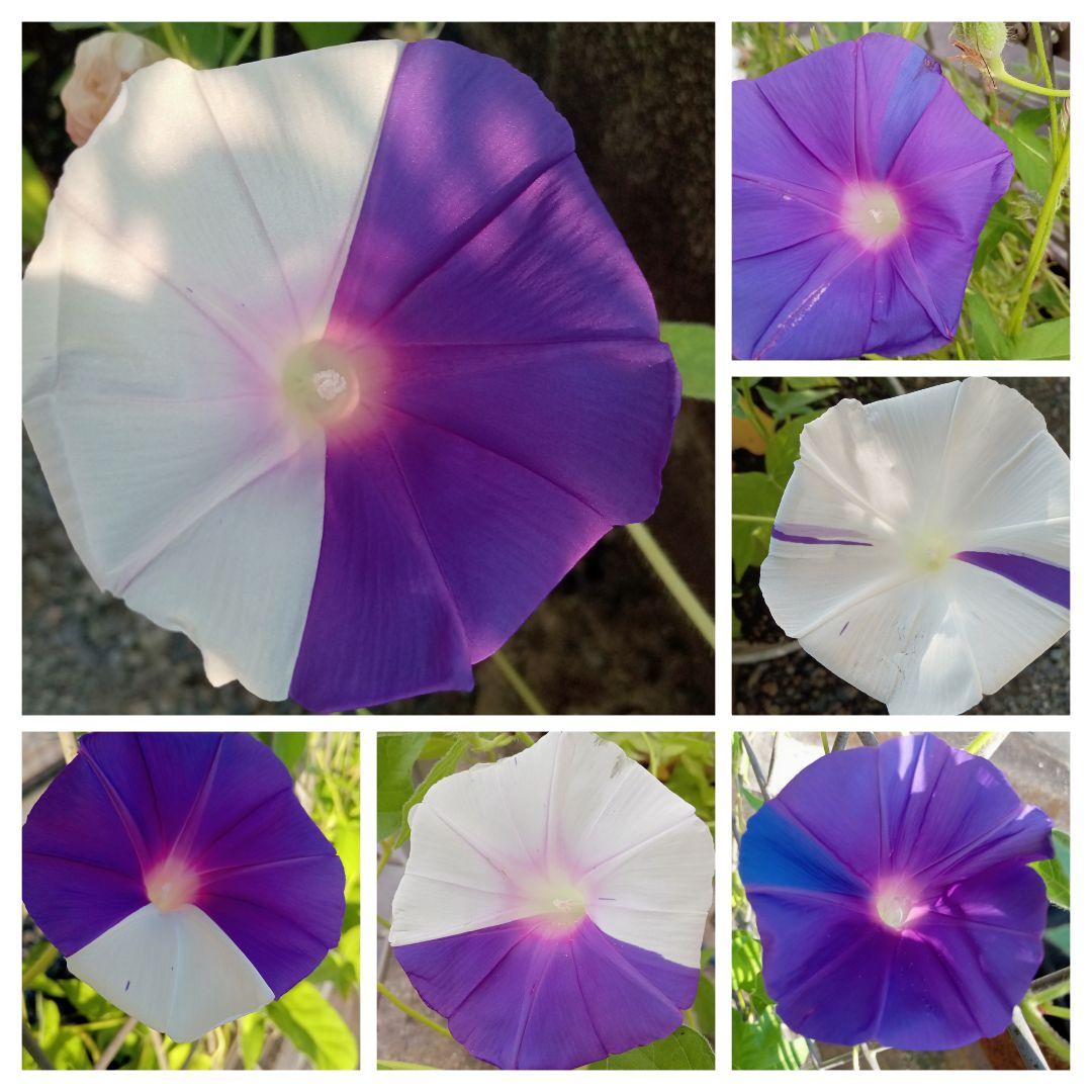 朝顔 松島の種 10粒 ☆2024年採取☆ 朝顔の種 あさがお 変化朝顔 春夏