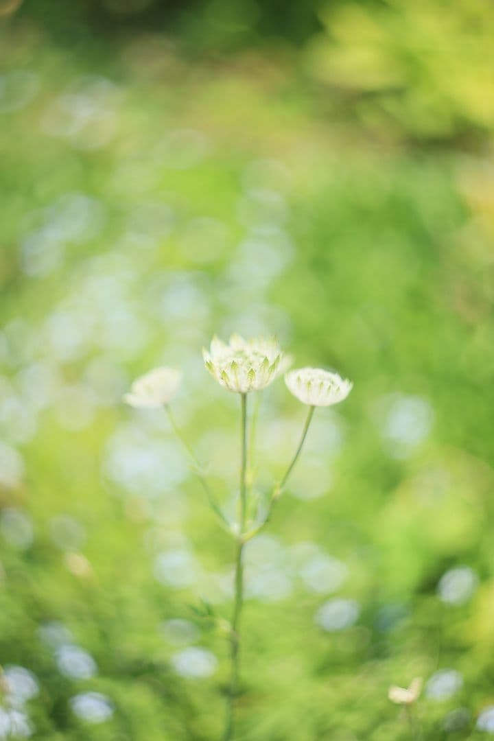 HELIOS-44 58mm F2 zebra《MMZ製》【光学美品】