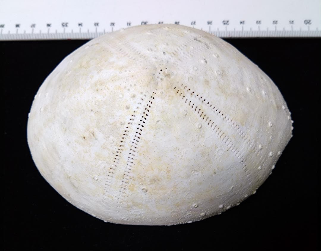 ウニ 標本 貝殻 超特大140㎜ 珍種 バサラブンブク - メルカリ