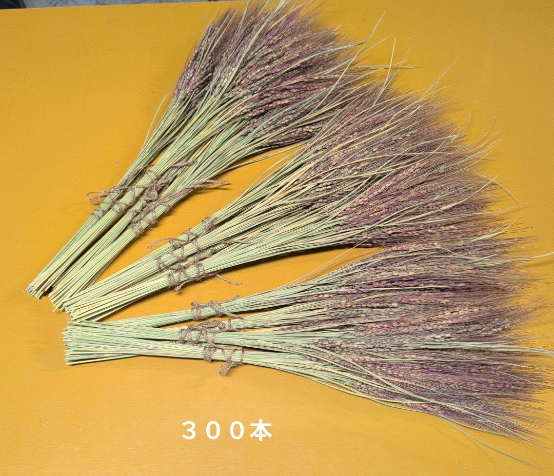 あんどらん　訳あり　しめ縄　稲穂　同梱