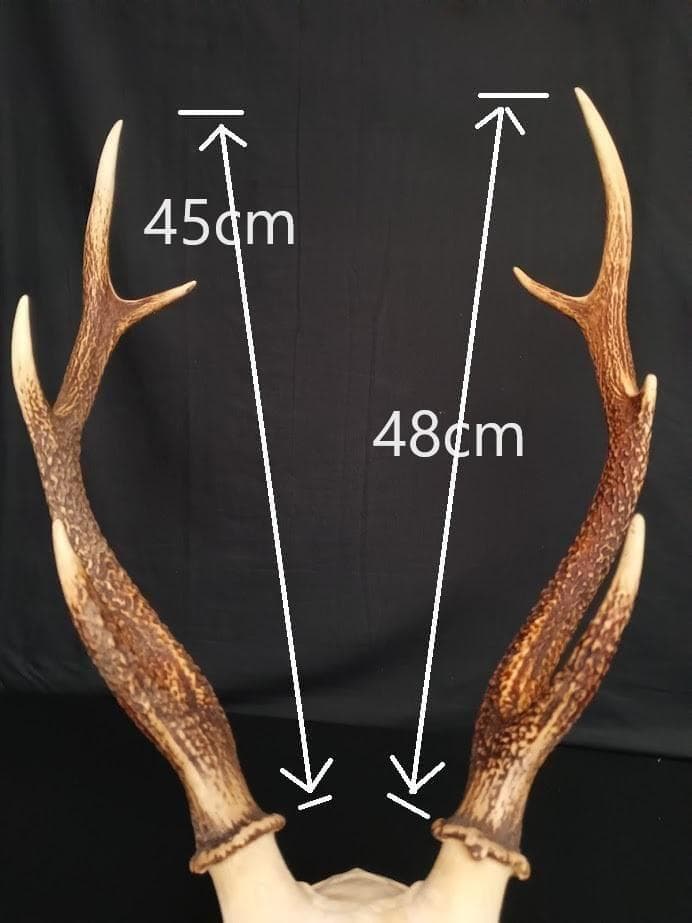 大型 角付頭骨標本】種名ニホンジカ オス 60Kg - メルカリ