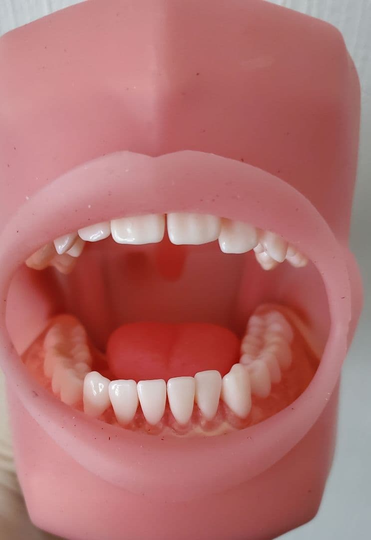 【ニッシン】 歯科模型 頬粘膜 歯科衛生士 NISSIN デンタルモデル