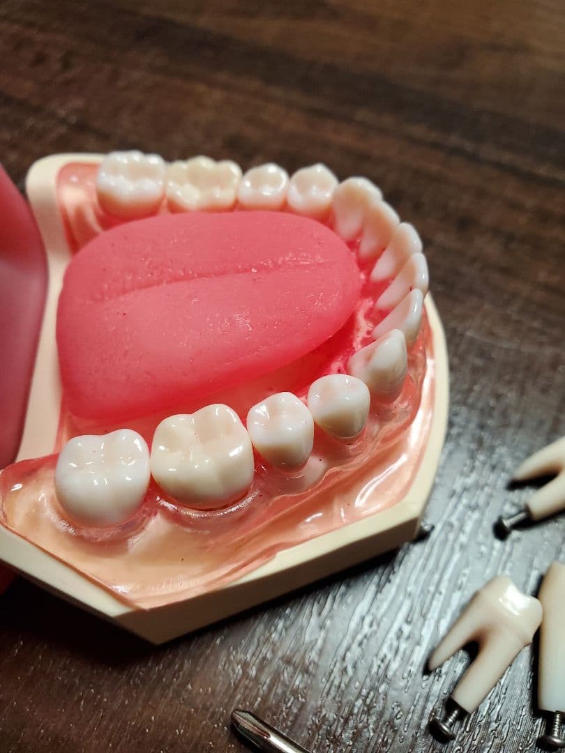 【ニッシン】 歯科模型 頬粘膜 歯科衛生士 NISSIN デンタルモデル