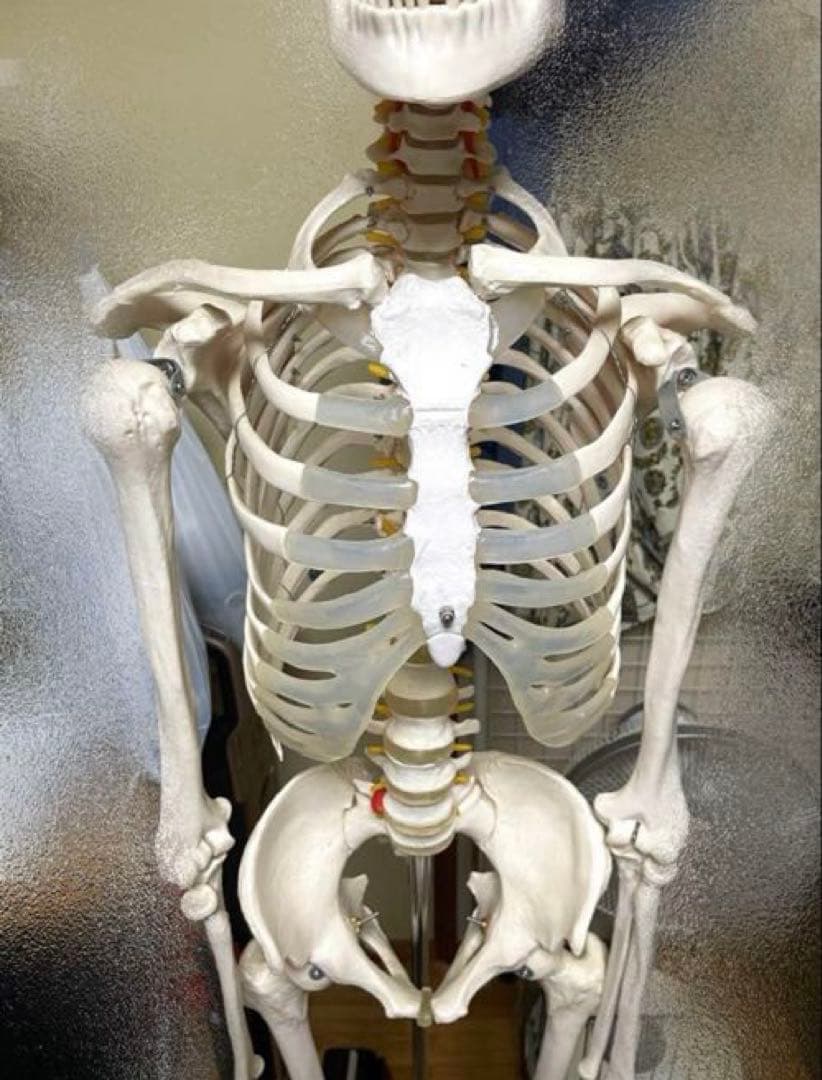 等身大 骨模型 美品 人体模型 骸骨 骨格標本 オブジェ