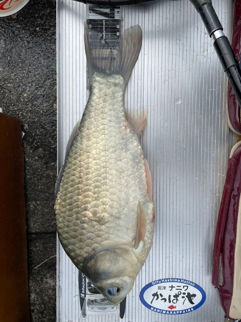 紅月穂先 楽天市場】『パーツ販売』22 紅月 15尺 #1(穂先) 304599/12MHN 大型便A