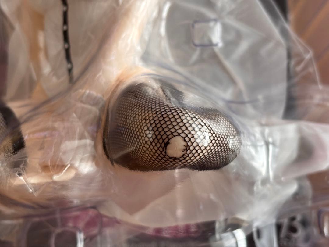 七海千秋 バニーVer. 1/4スケールフィギュア