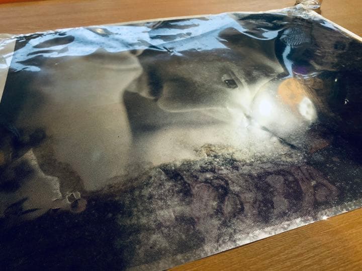 長渕剛、ポスター、88年LIVE会場で購入した激レアプレミアム非売品。超貴重！！