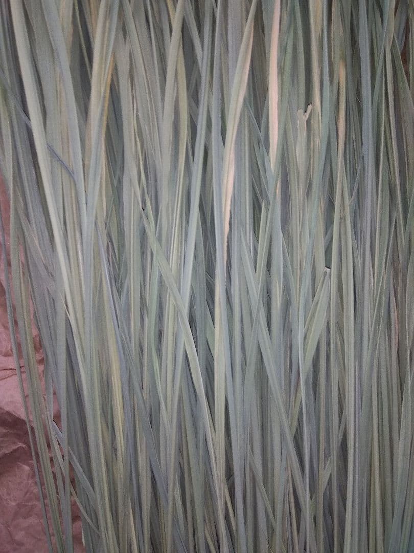 真菰葉乾燥長いまま1.3キロ