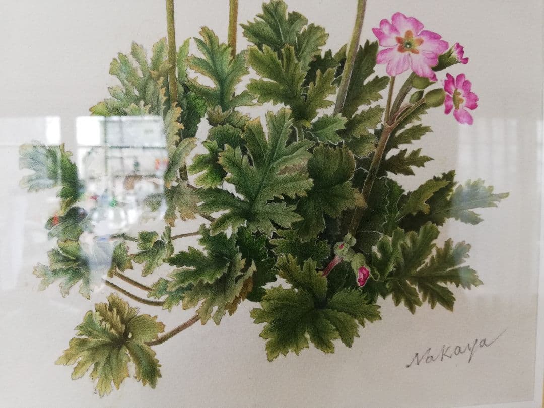 水彩絵画『サクラソウ』中谷道江作