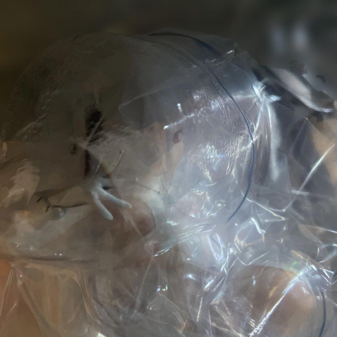 一番くじ 勝利の女神NIKKE B賞シンデレラフィギュア　下位賞8点付き