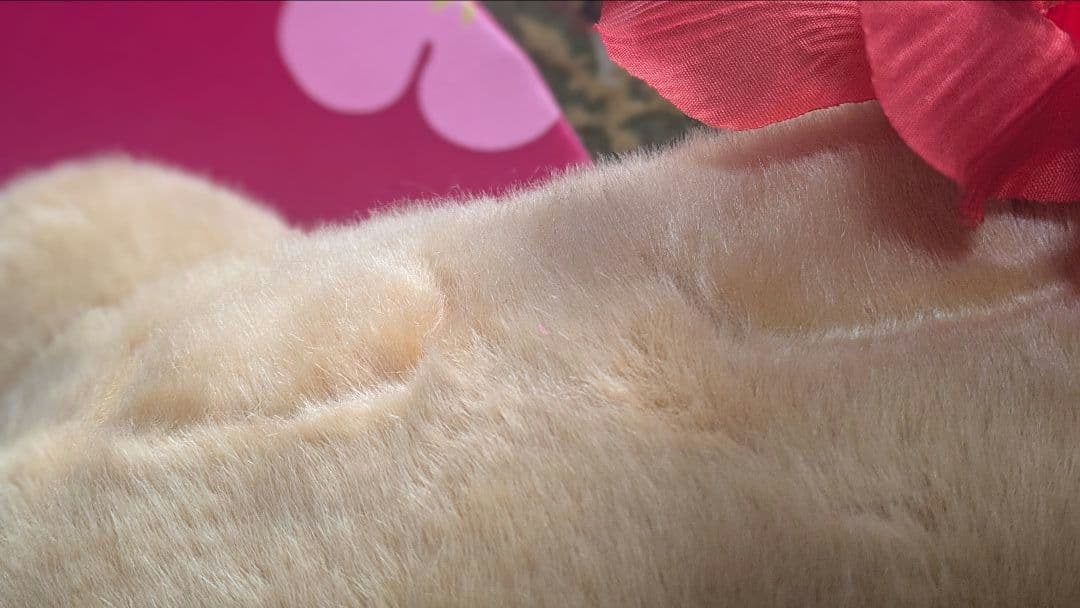 日焼けキティ サーフ