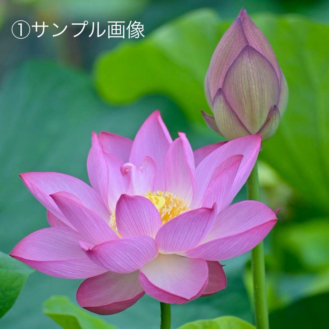 タムロン 70-300mm F/4.5-6.3 Di III RX フィルター付