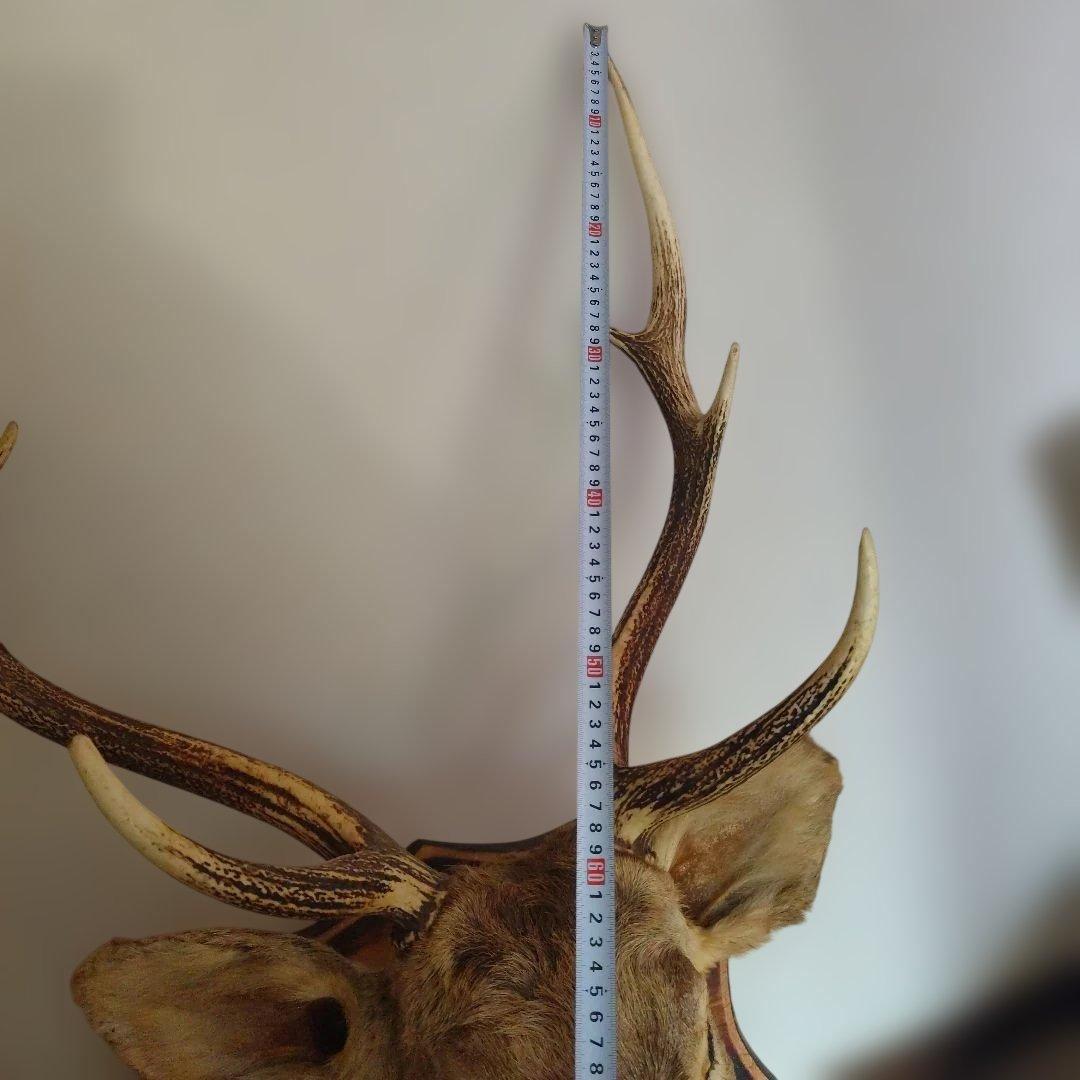 ハンティングトロフィー エゾシカ 蝦夷鹿 剥製 - メルカリ